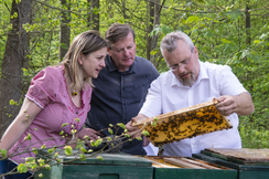 Landesrat Gottfried Waldhäusl will das Bewusstsein für mehr Bienenschutz fördern